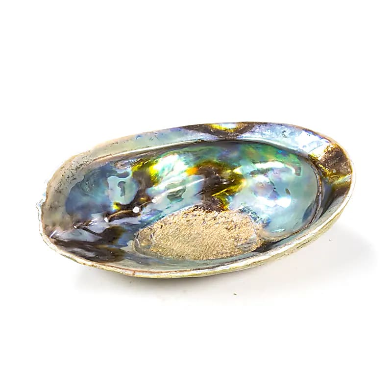 Abalone arc en ciel  (Paua) Haliotis Iris