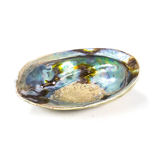 Abalone arc en ciel  (Paua) Haliotis Iris